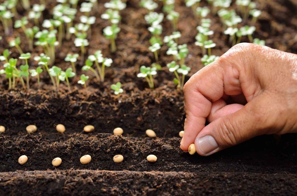 How Can Advanced Plant Phenotyping Secure Our Future Food Production? How Can Advanced Plant Phenotyping Secure Our Future Food Production?